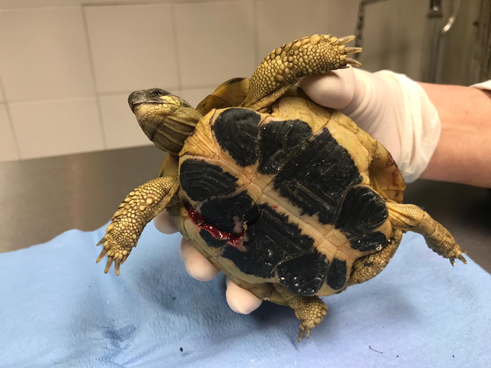 La tartaruga nelle mani del veterinario che mostra la ferita 
