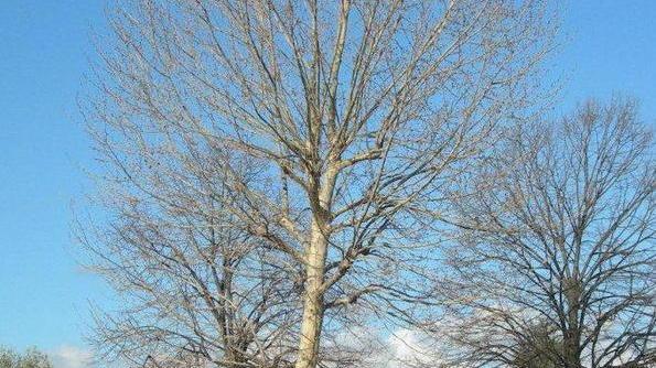 Ecco il progetto per ampliare la scuola dell’infanzia Il Parco