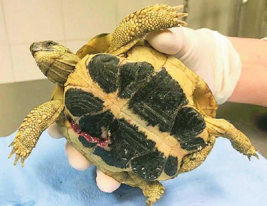 Esposto ai carabinieri e denuncia in Procura per la tartaruga presa a calci sulle Mura 