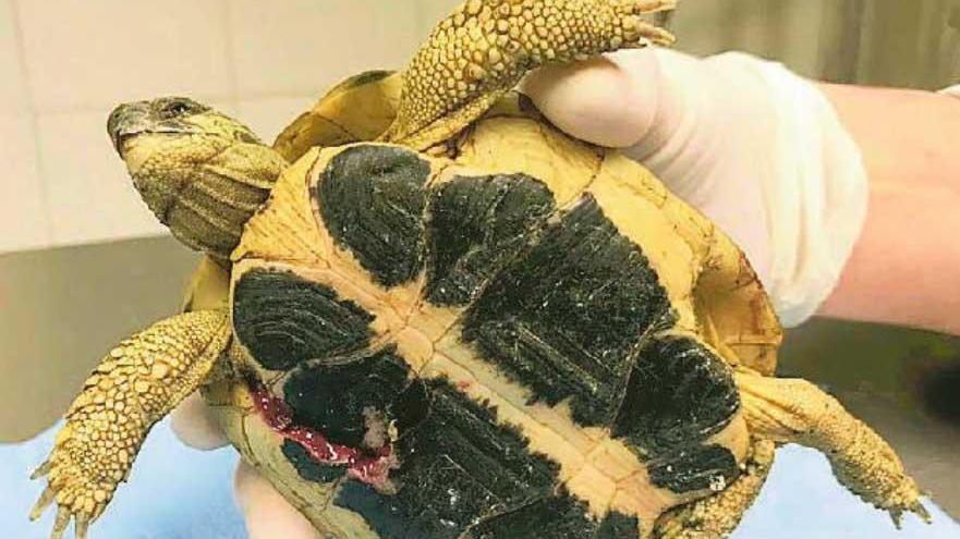 Esposto ai carabinieri e denuncia in Procura per la tartaruga presa a calci sulle Mura