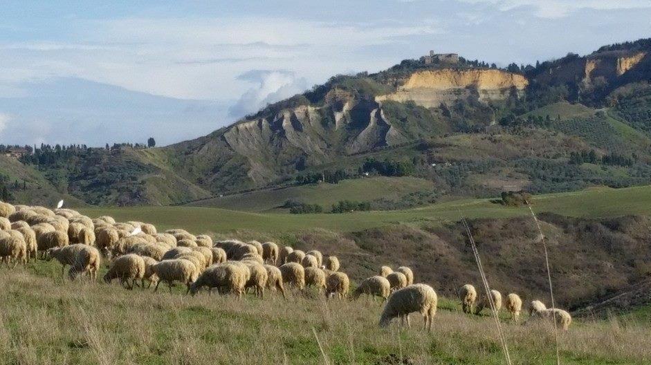 Il rilancio del pecorino arriva con due milioni dalla Regione 