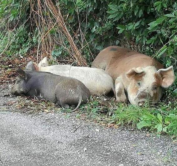 Rubati due decespugliatori nel nuovo “Rifugio di Mea”