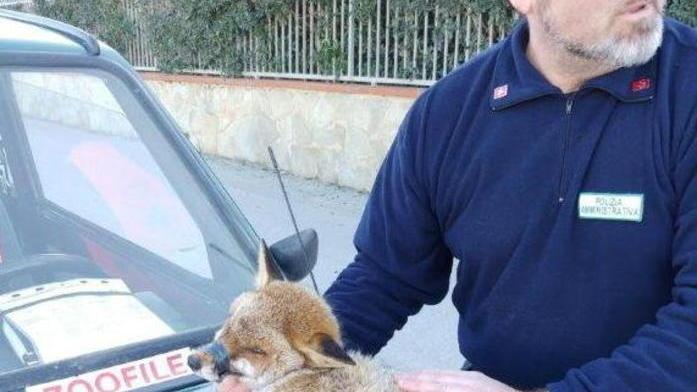Volpe soccorsa sulla spiaggia Aveva un’abrasione al torace