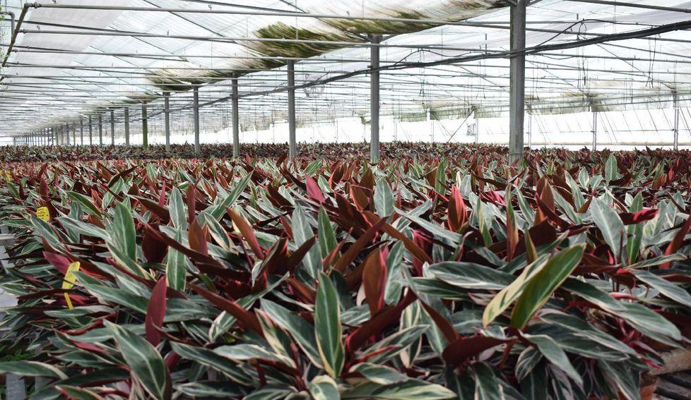 Più calore geotermico per le serre di Floramiata che aumenta il business 