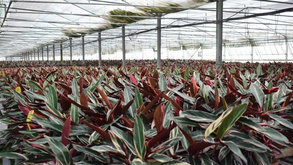 Più calore geotermico per le serre di Floramiata che aumenta il business