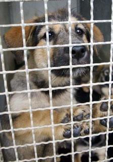 Fido al canile? Costa mille euro