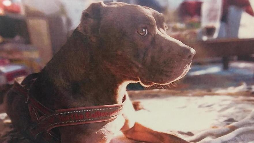 Amputò le orecchie al suo cane disposta la perizia psichiatrica