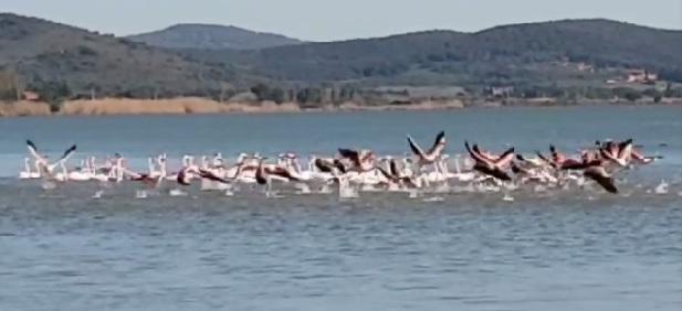 I fenicotteri in laguna (frame tratto dal video di Luciano Terramoccia)