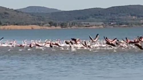 I fenicotteri in laguna (frame tratto dal video di Luciano Terramoccia)