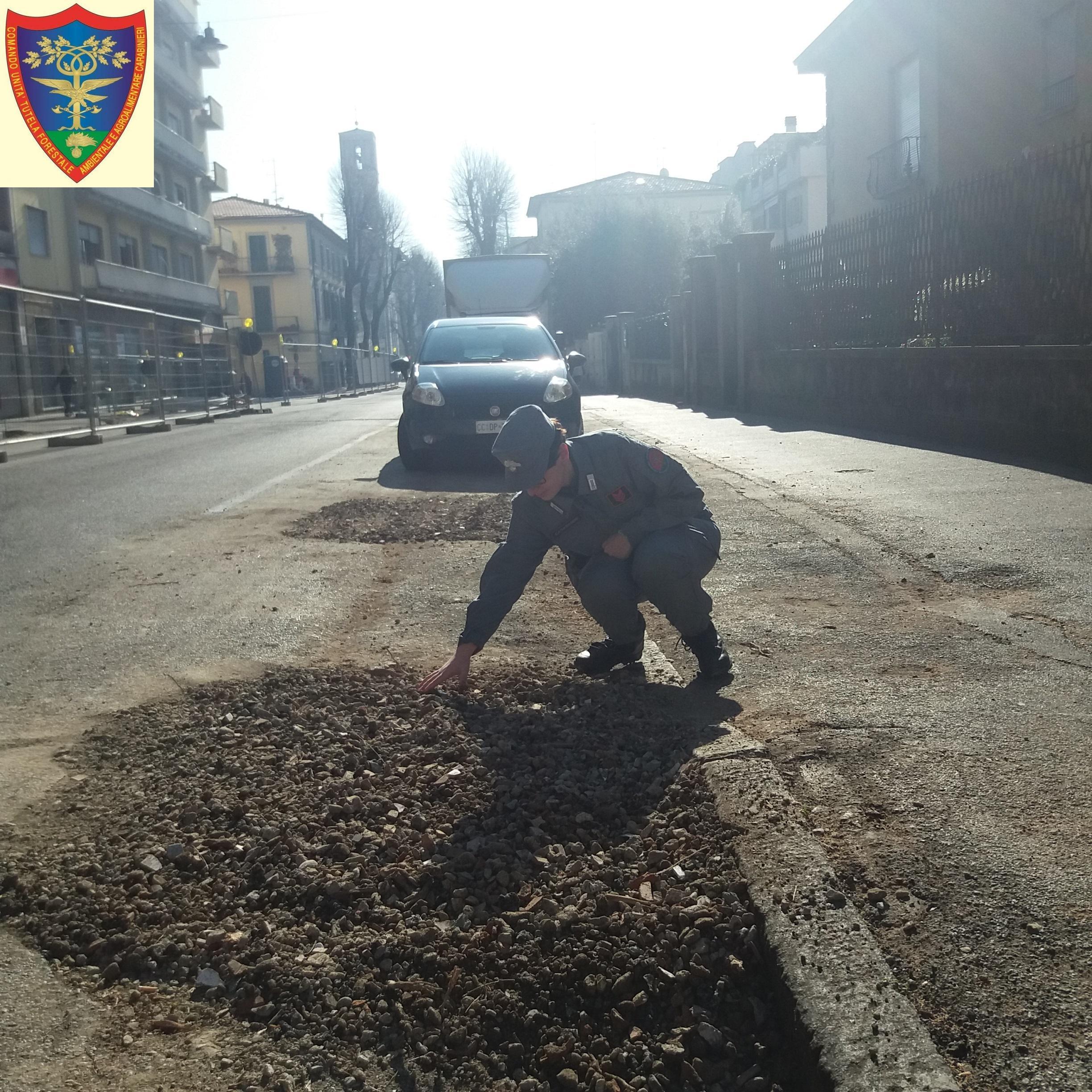 Un carabiniere forestale controllo uno degli alberi tagliati