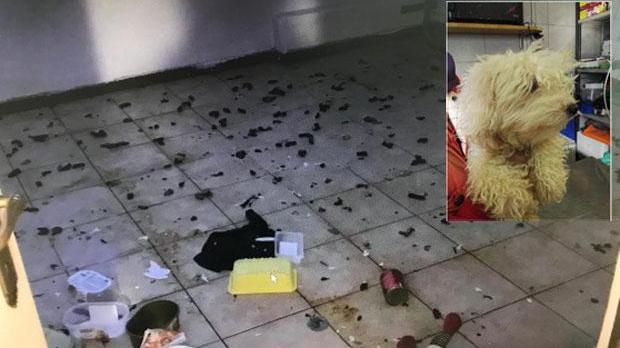 Il cane e la stanza dove era costretto a vivere