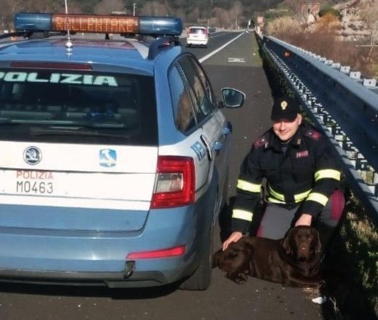 Labrador salvato dalla Polstrada