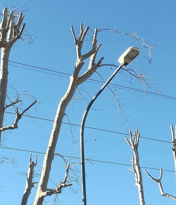 «Perché il regolamento sul verde pubblico non viene rispettato?»