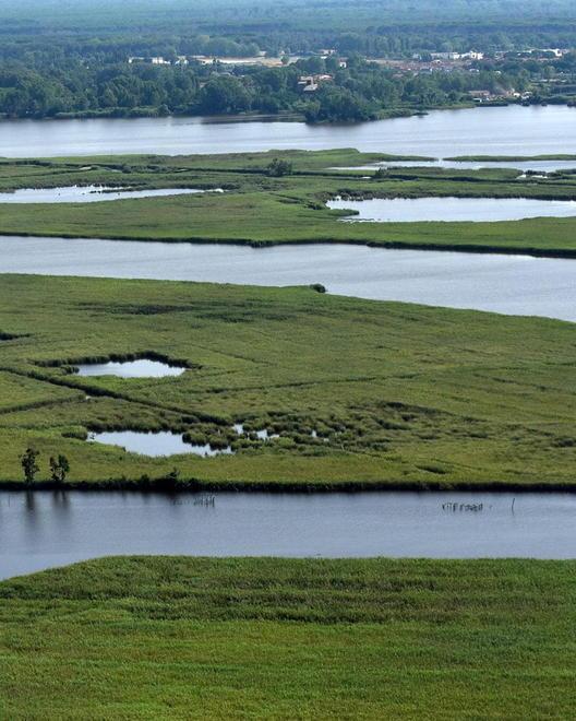 Una maxi coltivazione di riso per salvare il lago dalle alghe 
