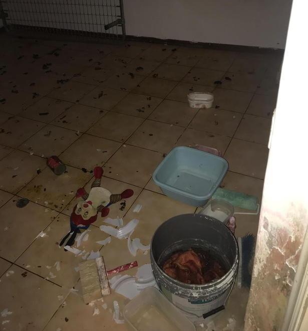 Rinchiusa in una stanza-lager: barboncina salvata dalla polizia 