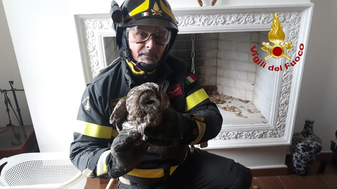 L'allocco salvato dai vigili del fuoco