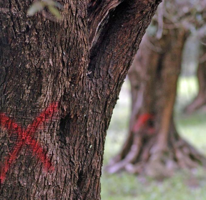Xylella, è cominciato il taglio delle piante infette 
