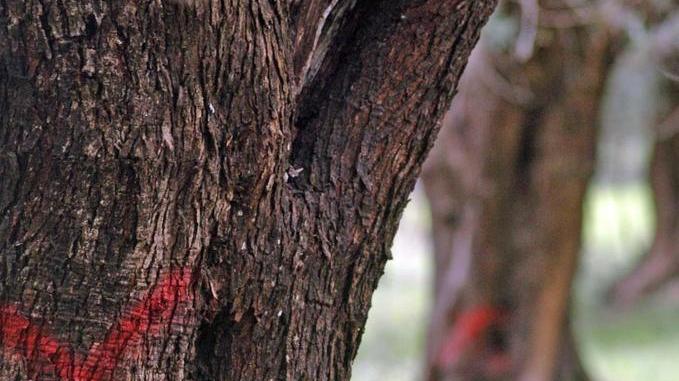 Xylella, è cominciato il taglio delle piante infette