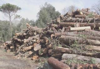 Alcune immagini della strage di alberi che sta andando avanti da tempo sul litorale pisano