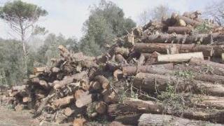 Alcune immagini della strage di alberi che sta andando avanti da tempo sul litorale pisano