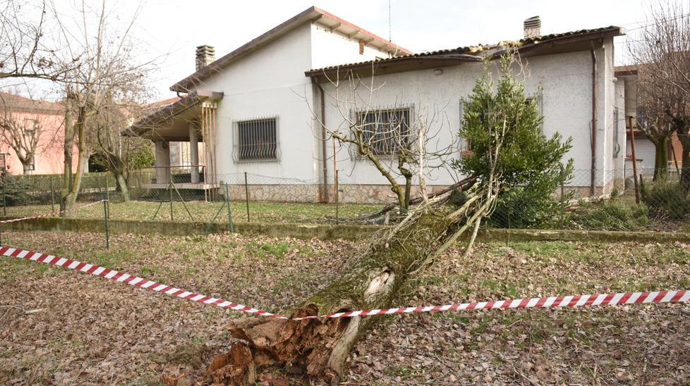 Il pioppo caduto a Pieve modolena