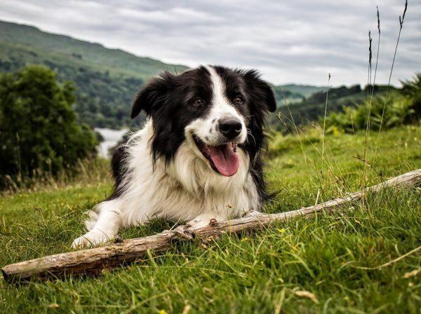 È l’era del “cane sapiens” genio a quattro zampe ma destinato all’infelicità