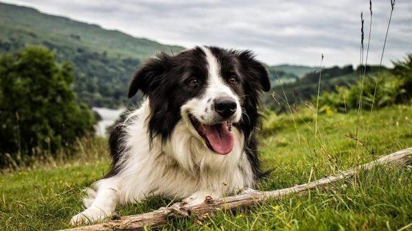 È l’era del “cane sapiens” genio a quattro zampe ma destinato all’infelicità