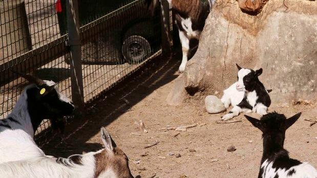 Cercansi 15 caprette due asini e due cavalli per il parco di via Cisa
