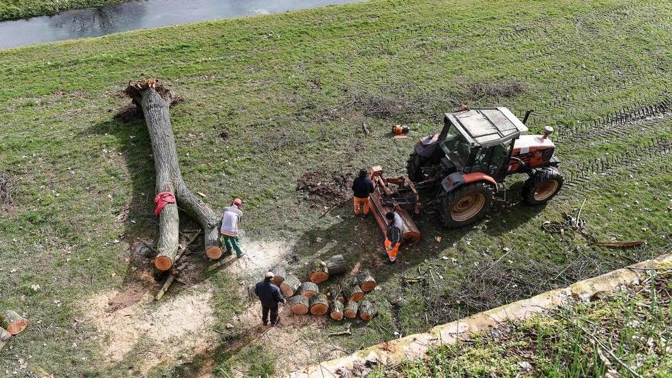 Tiglio cade giù dalle Mura e precipita sugli spalti