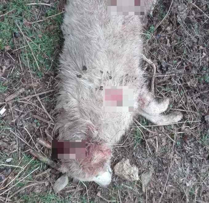 Cane straziato dai predatori «È il secondo in pochi giorni» 