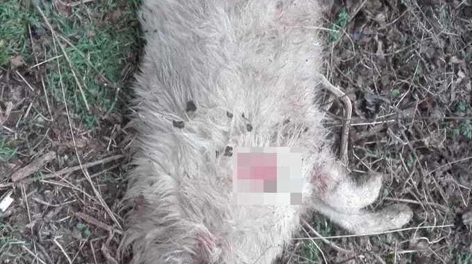 Cane straziato dai predatori «È il secondo in pochi giorni»