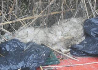 La carcassa di pecora lasciata tra i rifiuti in via Bigoli