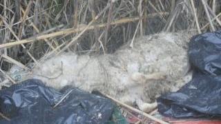 La carcassa di pecora lasciata tra i rifiuti in via Bigoli