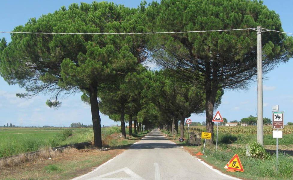 In strada come sulle montagne russe «Abbattete i pini o non votiamo più»