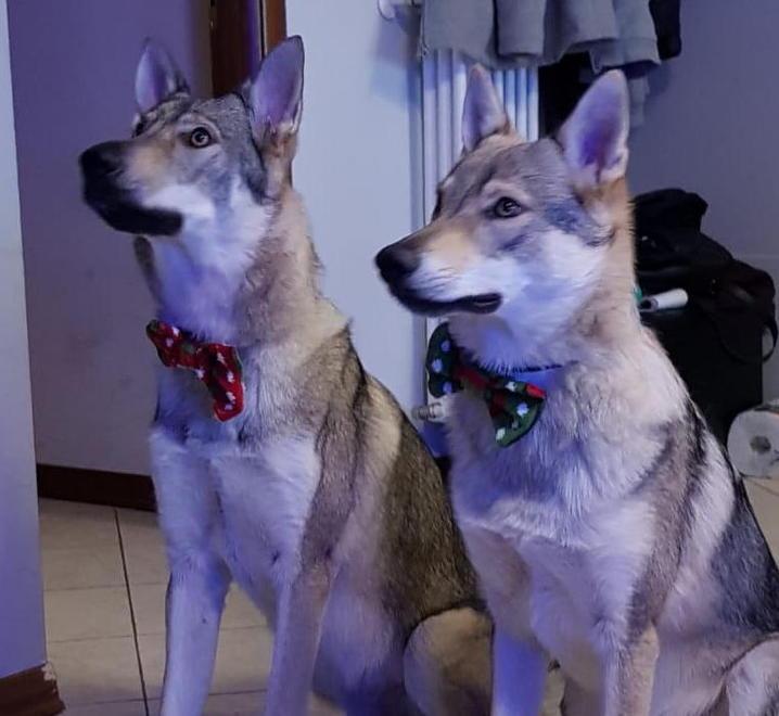 Cani uccisi a fucilate e gettati nel fiume: «Forse scambiati per lupi» 