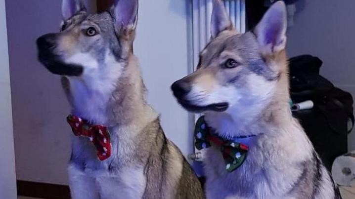 Cani uccisi a fucilate e gettati nel fiume: «Forse scambiati per lupi»