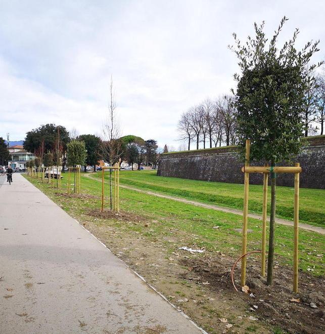 Piantati 15 alberi fuori Porta S.Maria