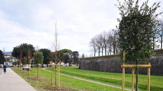 Piantati 15 alberi fuori Porta S.Maria
