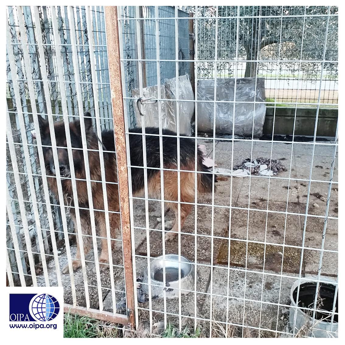 Un pastore tedesco sequestrato al proprietario perché viveva in cattive condizioni