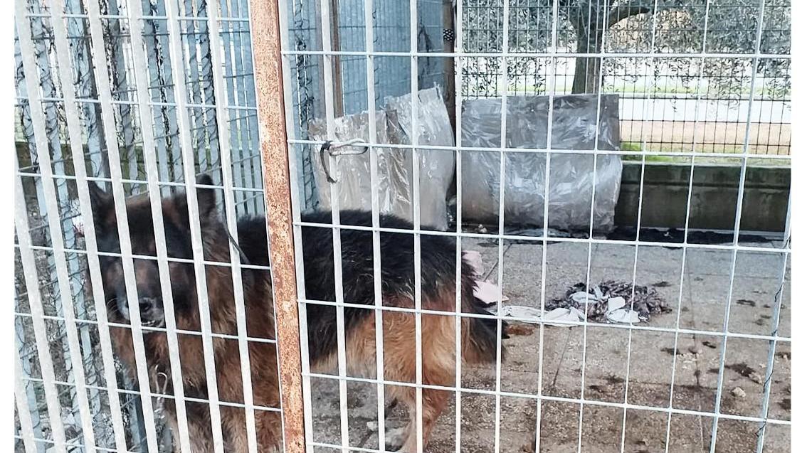 Un pastore tedesco sequestrato al proprietario perché viveva in cattive condizioni