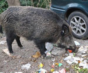 Travolto da un cinghiale gravissimo uno scooterista