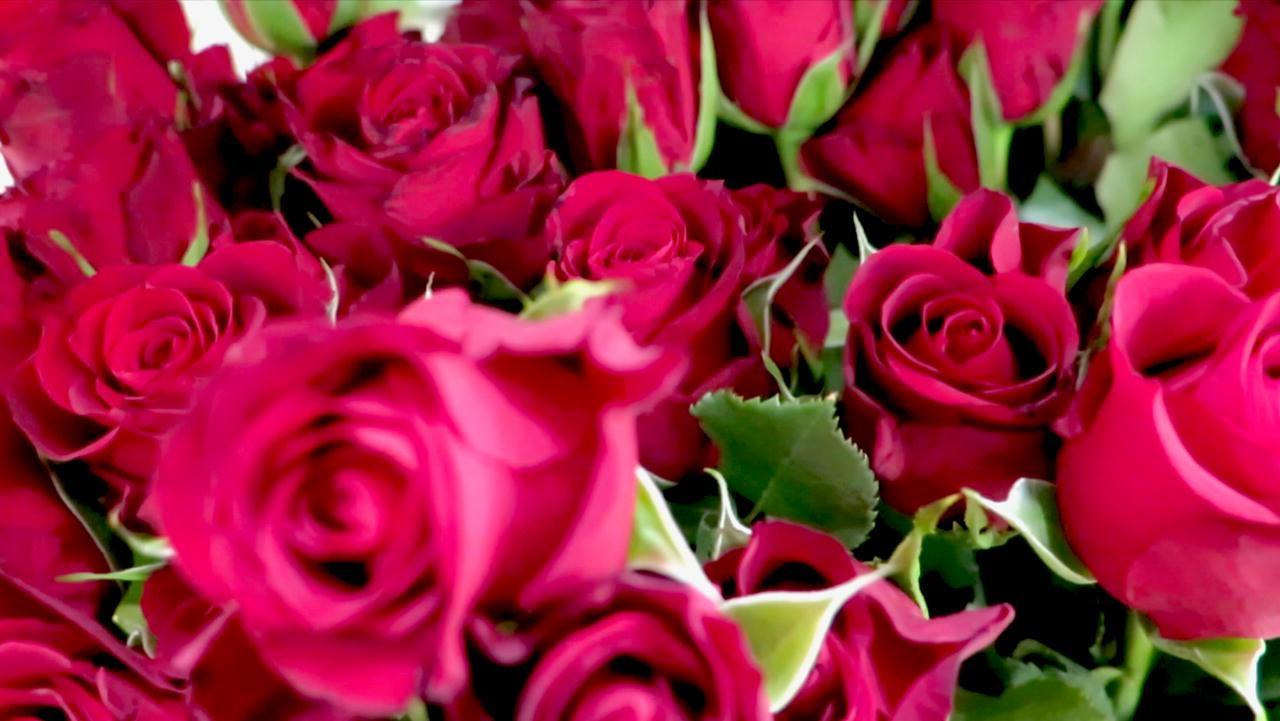 Venduti 3 milioni di steli di fiori per San Valentino