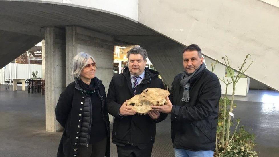 Torna a casa dopo 35 anni l’orso gigante di Equi Terme