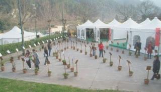 Un’esposizione di camelie nel Compitese