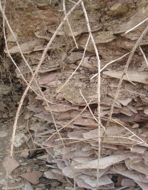 Tiepido e Frattina divisi da muro isolante «Il prossimo passo è la bonifica totale» 