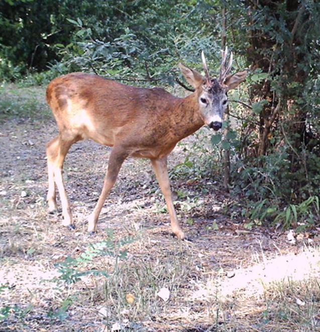 I numeri da chiamare se si vedono caprioli