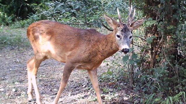 I numeri da chiamare se si vedono caprioli