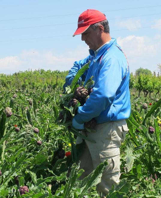 Agricoltura, la stretta sui prezzi mette in affanno i produttori 