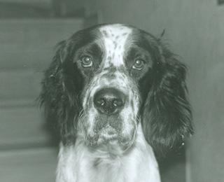Bobo, carta segreta della Mazzanti