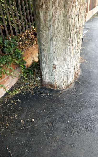Zona Regioni, la conta degli alberi spariti «E ora non asfaltate anche quei cipressi» 